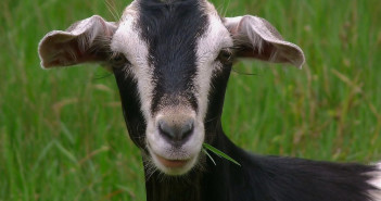 goat arrested