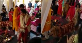 dog-at-wedding